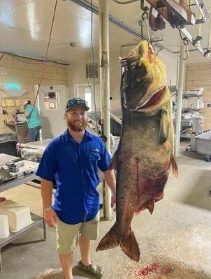 MDC congratulates Matt Neuling of Perryville for shooting a massive 125-pound, 5-ounce fish at Perry Lake July 24. Neuling not only swiped the latest state record under alternative methods, but also qualifies for the world record.			             (MDC Photo)