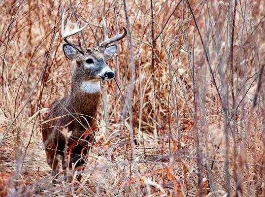 Preliminary data from MDC shows that deer hunters in Missouri harvested 14,555 deer during the alternative-methods portion of the firearms deer season, Dec. 26 - Jan. 5.		            (MDC Photo)