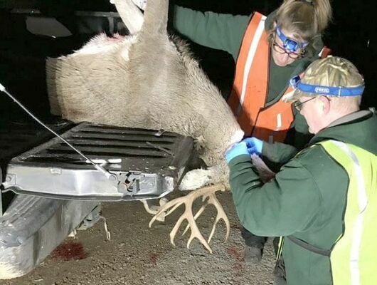 MDC has changed mandatory CWD sampling to voluntary sampling this year due to COVID-19. Shown: MDC staff collect lymph nodes from a harvested buck for CWD testing during a previous season as part of MDC’s mandatory sampling effort during the opening weekend of the November firearms deer season.  		                         (MDC Photo)