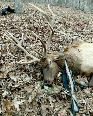 Michael Buschjost of St. Thomas took this 6x6 bull elk Dec. 15 outside of the refuge portion of the MDC Peck Ranch Conservation Area.            (Submitted Photo)